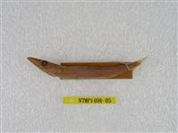 藏品(日本金梭魚)的圖片